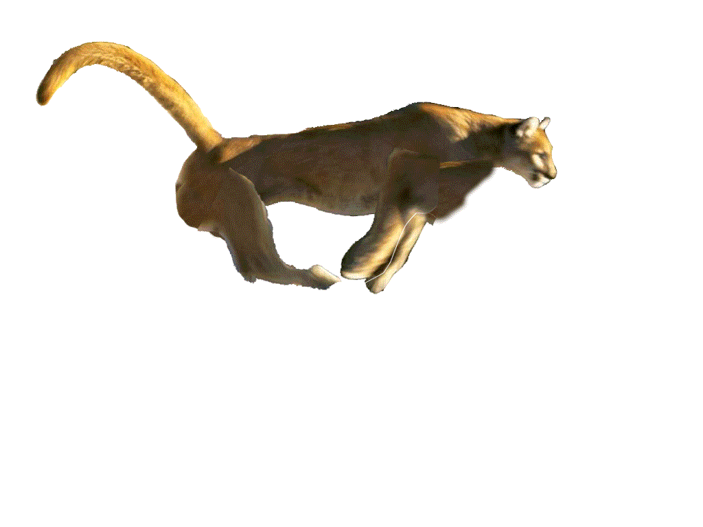 Cougar-v2.gif