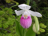 Showy Lady Slipper
