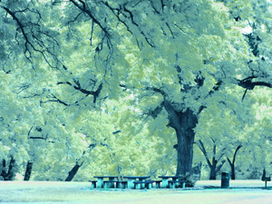 Changed The Colors Of The Trees From Pink To White