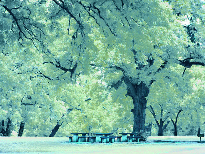 White Trees Picture With The Trash Can Removed