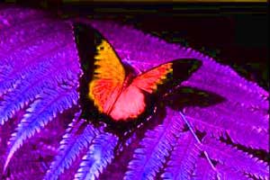 Florecent Butterfly
