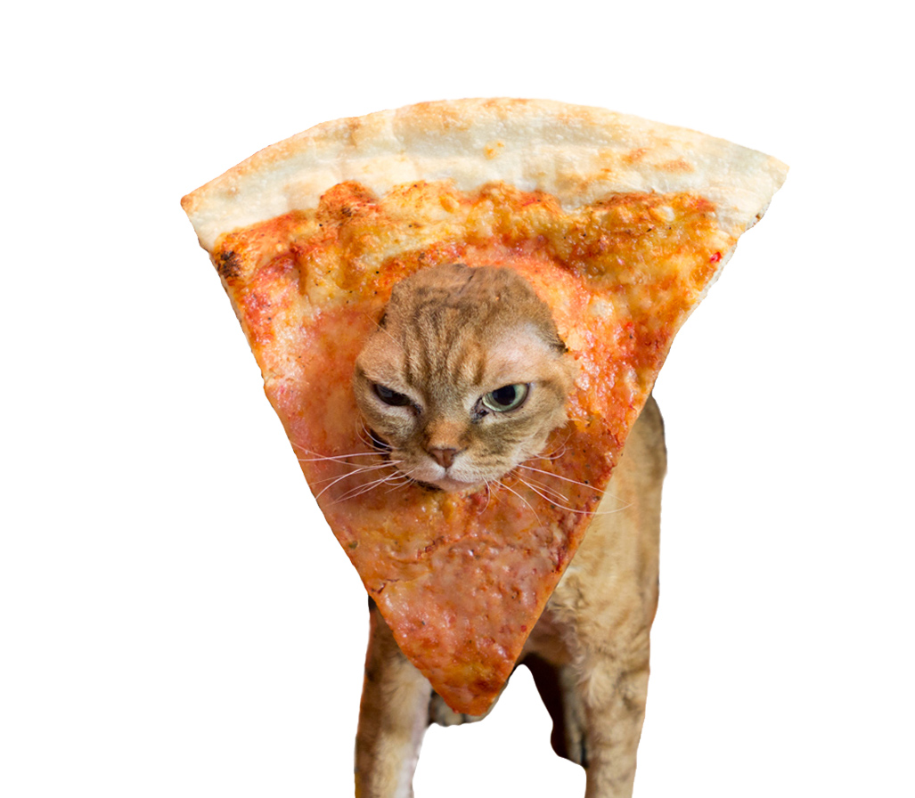 Cat with head through pizza