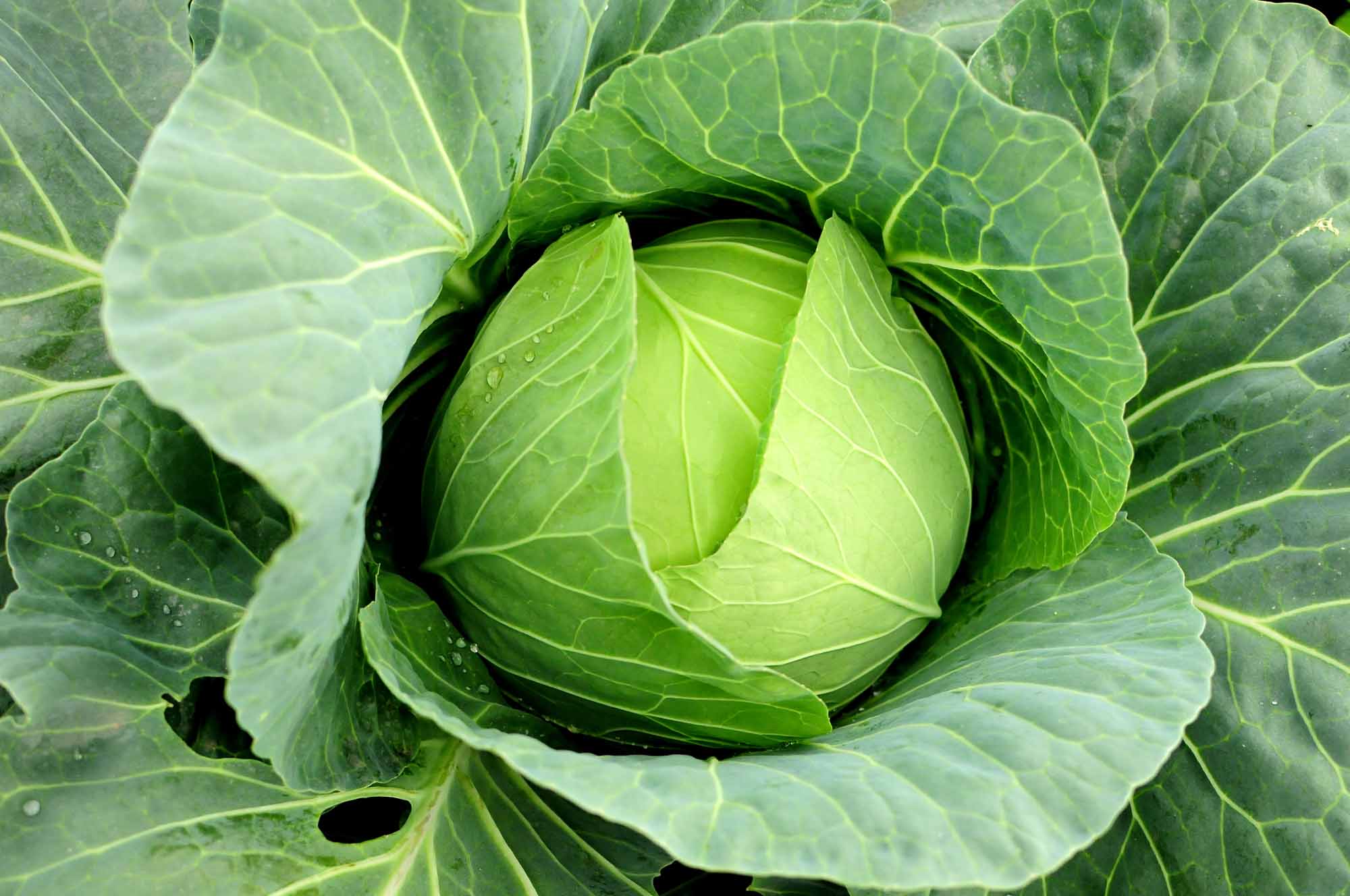 cabbage