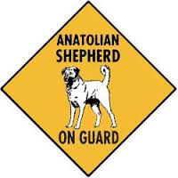 anatolian shepherd