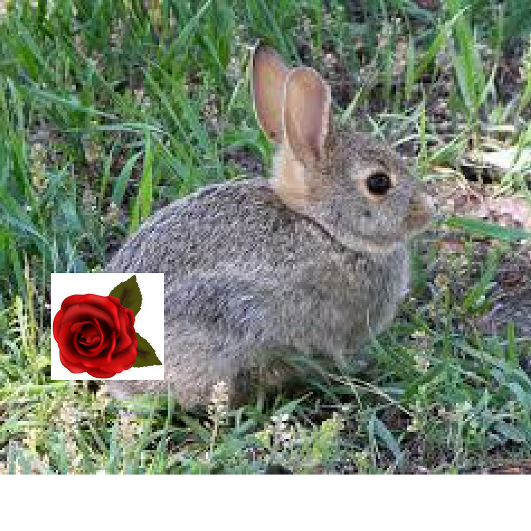 Bunny with Rose tail