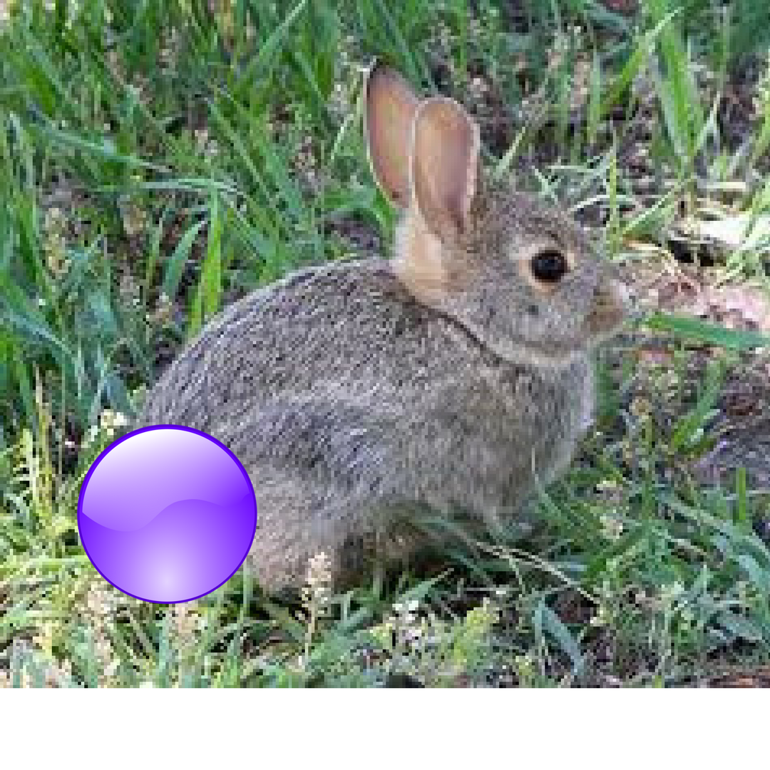 Bunny with Violet tail