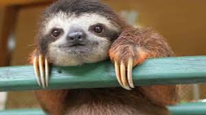 sloth
